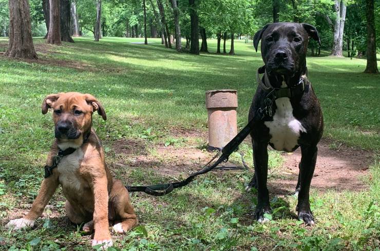 Milligan Animal Support