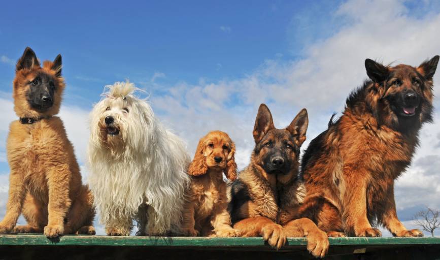 Milligan Animal Support