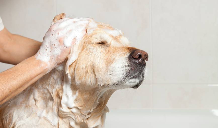 Pet Grooming Services