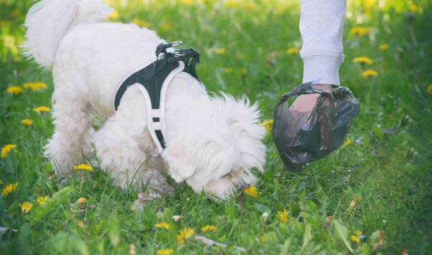Pet Waste Removal